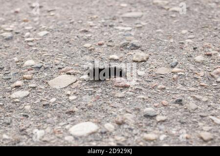 Schwarze flauschige Raupe auf Asphalt Nahaufnahme Stockfoto