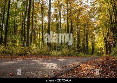 Straße durch den Wald im Herbst Entourage Stockfoto