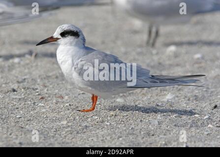 Forster's Tern (Sterna forsteri) Erwachsener am Strand Sanibel Island, Florida Februar Stockfoto