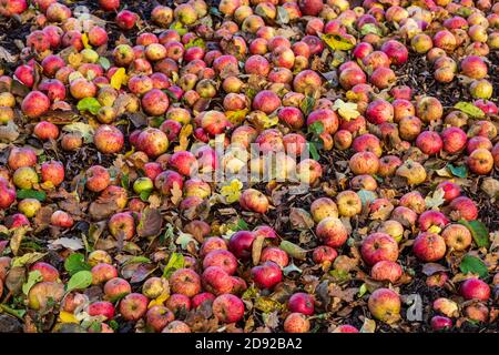 Windfall Äpfel warten darauf, für Apfelwein in Stoken Orchard neben Tiddesley Wood, Worcestershire, England geerntet zu werden Stockfoto