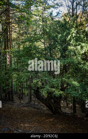 Buche von Tejera Negra, Naturpark Sierra Norte de Guadalajara, Cantalojas, Guadalajara, Spanien Stockfoto