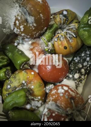 Verfaulte Früchte mit Schimmel und Bakterien, Lebensmittelvergiftung Stockfoto