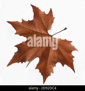 Einzelnes Herbstblatt mit schönen Details gegen ein Weiß Hintergrund Stockfoto
