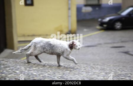 Katze verletzt und verlassen auf der Straße, tierärztliche Infektion, Missbrauch Stockfoto