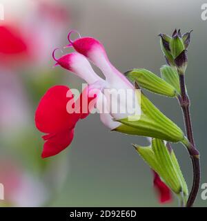 Makroaufnahme von heißen Lippen Salvia Blumen in Blüte Stockfoto