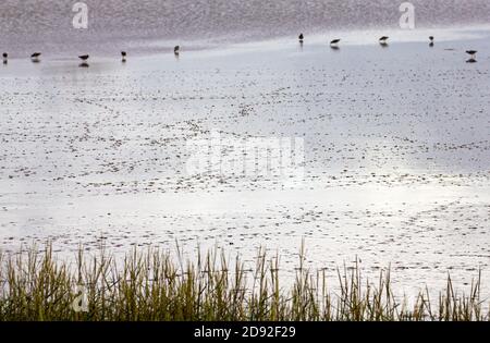 Angel Marshes Blyth Estuary Suffolk Stockfoto