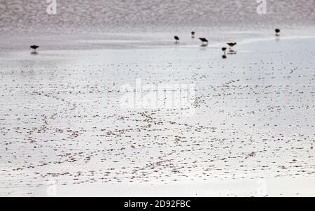 Angel Marshes Blyth Estuary Suffolk Stockfoto