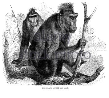 Schwarzer Ape (Celebes Crested Macaque), Vintage Illustration von 1893 Stockfoto