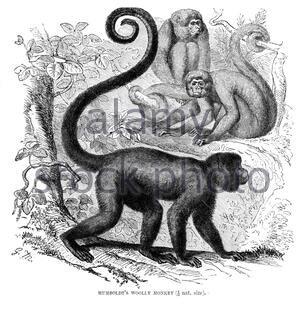 Humboldts Woolly Monkey (Brown Woolly Monkey), Vintage-Illustration von 1893 Stockfoto