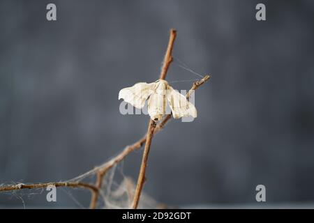 Nahaufnahme von Seidenraupenbutterflie an den Zweigen einer Pflanze. Konzept der Natur Stockfoto