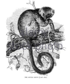 Gentle Lemur, Vintage Illustration von 1893 Stockfoto