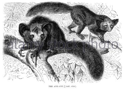 Aye-Aye, Vintage Illustration von 1893 Stockfoto