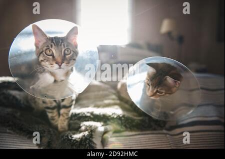 Vorderansicht von zwei Katzen mit Zapfen auf dem Bett in Seattle, WA Stockfoto