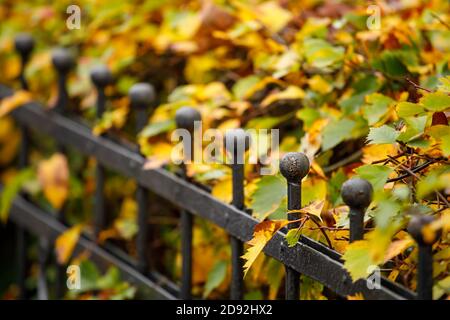 Metall schwarz Zaun im Park im Herbst gegen die Hintergrund von Laub Stockfoto