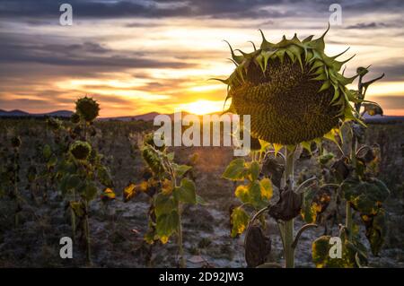 Detail der getrockneten Sonnenblume in einem Feld bei Sonnenuntergang Stockfoto