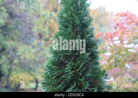 Immergrüner Krebsbaum oder ein grüner Zedernbaum im Regen Stockfoto