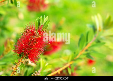 Eine Nahaufnahme einer schönen Blume Callistemon auf einem natürlichen Hintergrund, Flaschenbürsten Stockfoto