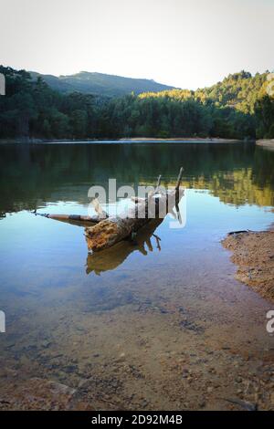 Alte Baumstamm in einer von Bäumen auf einem Berg umgeben ist gefallen. Stockfoto