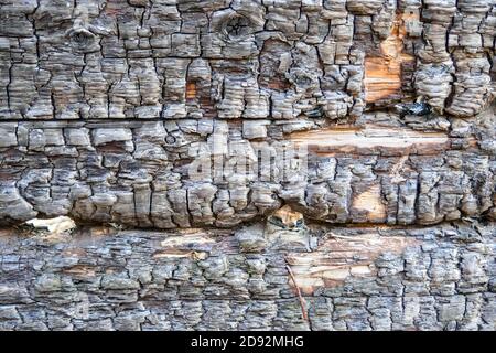 Nahaufnahme der verbrannten Holzstruktur, verkohlter Holzhintergrund. Stockfoto