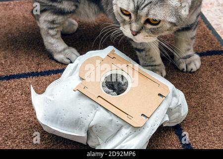 Gebrauchte synthetische Staubsaugerbeutel und schottische Falte Katze auf Brauner mattfarbener Hintergrund Stockfoto