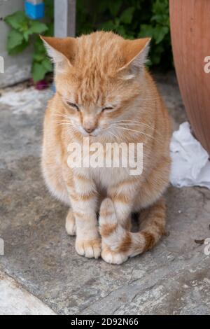 Streunende Katze. Verlassene Ingwer Rasse Kitty sitzt auf Zementboden mit geschlossenen Augen. Die freundliche Säugetier weiß und orange Farbe ist obdachlos und al Stockfoto