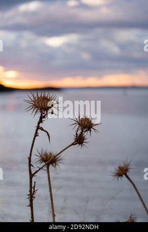 Trockene mediterrane Milchdistel, silybum marianum Wildblume. Giftiges Stachelkraut, entzündungshemmend und antioxidativ. Verwischen Himmel, Meer Hintergrund, closeu Stockfoto