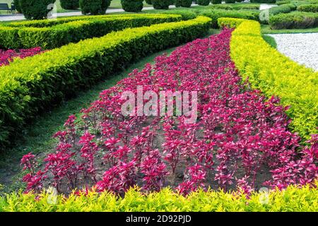 Die Pflanzen der Thuja und der Iresine herbstii wachsen in der dekorativen Blume Bett Stockfoto