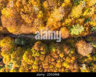 Herbstwaldlandschaft mit Blick auf die Landstraße von oben. Bunte Natur Hintergrund. Herbst Wald Luftdrohne Ansicht.Idyllische Herbstlandschaft von einem Vögel e Stockfoto