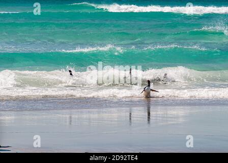 Volunteer Beach, Falkland Islands, UK - 15. Dezember 2008: Nahaufnahme einer Gruppe von Gentoo Pinguinen, die aus der Brandung des azurblauen Ozeans kommen. Stockfoto