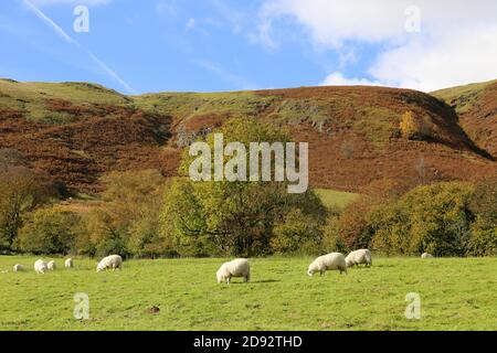 Schafe in der Nähe von Tynllidiart, Garreg DDU Reservoir Wanderweg, Elan Valley, Rhayader, Radnorshire, Powys, Wales, Großbritannien, Großbritannien, Europa Stockfoto