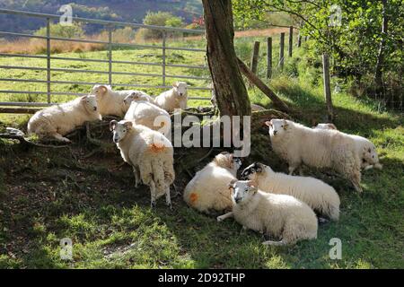 Schafe in der Nähe von Tynllidiart, Garreg DDU Reservoir Wanderweg, Elan Valley, Rhayader, Radnorshire, Powys, Wales, Großbritannien, Großbritannien, Europa Stockfoto