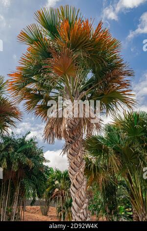 gebang-Palme, (Corypha), Stamm und Blätter aus der Nähe Stockfoto