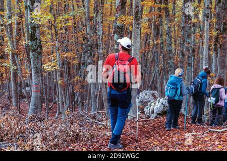 Wanderer im Buchenwald während der Herbstsaison steigt eine Gruppe von Menschen einen mit trockenen Blättern bedeckten Weg hinab. Stockfoto