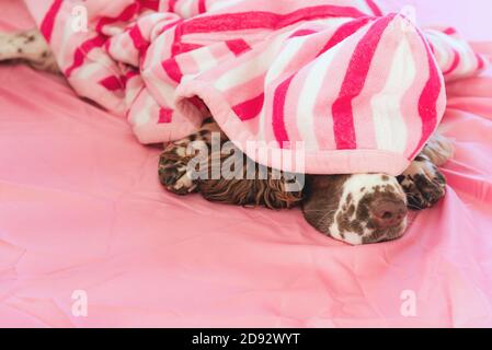 Englisch springer Spaniel bedeckt mit karierten schlafen auf dem Bett Stockfoto