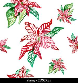 Handbemalter Vintage Weihnachten Hintergrund. Rote und grüne Aquarell-Illustration von Weihnachtssternen - Blumen, Blätter, Knospen. Design für Verpackung, Textil, Stockfoto