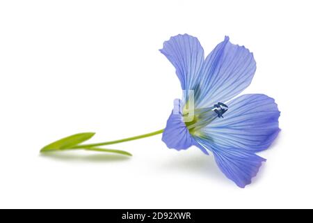 Blaue Flachsblume isoliert auf weiß Stockfoto