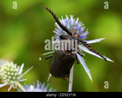 Prionus coriarius, der Gerber, der sawyer ist eine Art von Langhornkäfer. Der Käfer sitzt auf einer Blume im Freien. Stockfoto