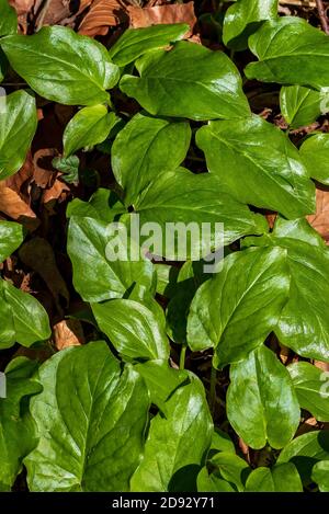 Frische, grüne Blätter von Sauerampfer, Rumex acetosa, auf dem Waldboden. Direkt von oben fotografiert Stockfoto