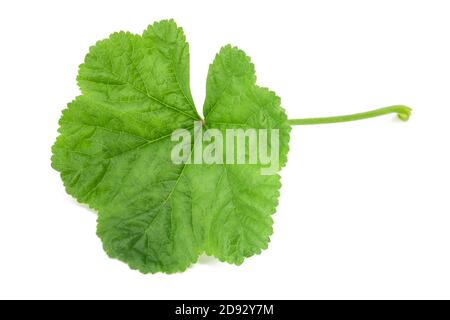 Malveblatt auf weißem Hintergrund isoliert Stockfoto