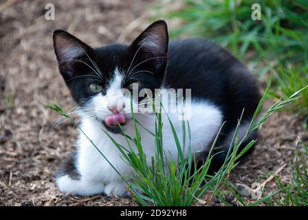 Schwarz und weiß Smoking Kätzchen mit Zunge heraus ragt hinter Grasklumpen Stockfoto