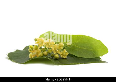 lindenblatt mit Blumen isoliert auf weißem Hintergrund Stockfoto