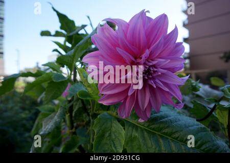 Dahlia 'Lavendel Perfektion' im Garten. Dahlia ist eine Gattung von buschigen, tuberösen, krautigen Staudenpflanzen aus Mexiko und Mittelamerika. Ein Memb Stockfoto