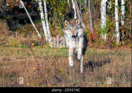 Grauer Wolf läuft aus einem Birkenwald im Herbst Stockfoto