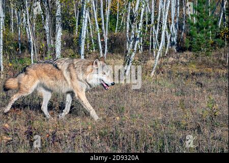 Grauer Wolf läuft im Herbst an einem Birkenwald entlang Stockfoto