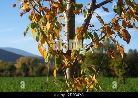 Kirschbaum mit Blättern in Herbstfarben gegen die Landschaft und Berge in der Nähe von Anghiari, in der Toskana Region Stockfoto