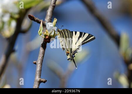 Isoliertes Exemplar eines seltenen Schwalbenschwanzes (Iphiclides podalirius), während es Nektar aus den Blüten einer Birnenpflanze saugt. Stockfoto