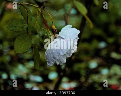 Stieg nach Regen auf. Holzige mehrjährige blühende Pflanze. Stockfoto
