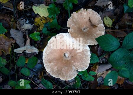 Große flache weiße Mütze Wildpilze wachsen auf dem Wald Boden Stockfoto