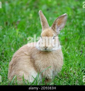 Nahaufnahme Porträt von kleinen beigefarbenen osterhasen umgeben von viel Grün Auf einem Bauernhof Stockfoto