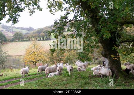 Schafschar, der im Herbst unter einer Eiche untersteht An einem nassen Morgen in Carmarthenshire Wales UK Oktober 2020 KATHY DEWITT Stockfoto